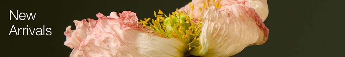 Collection-Banner