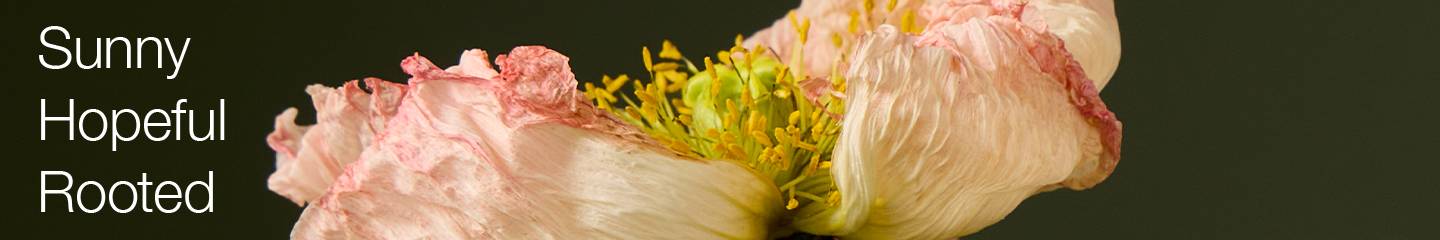 Collectie-Banner